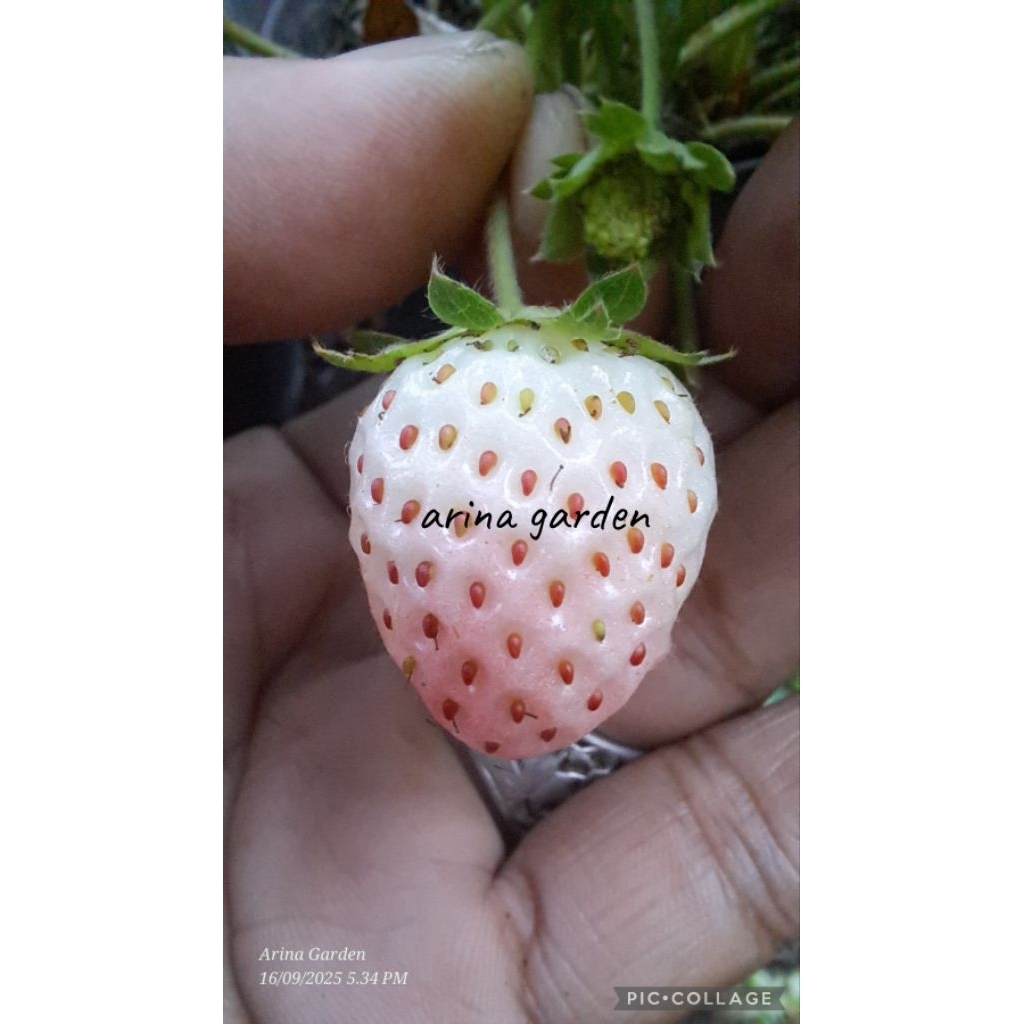 bibit strawberry putih varietas hatsukoi