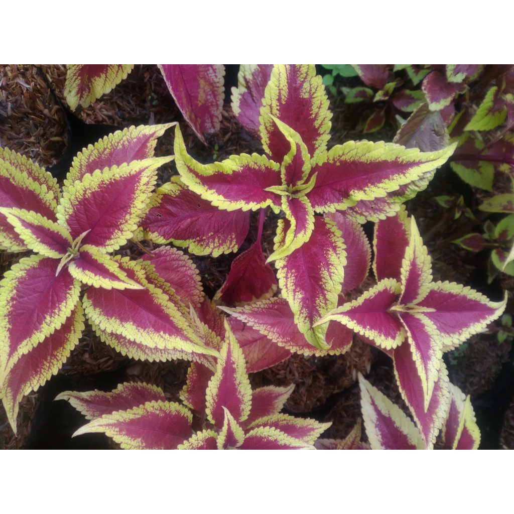 Miana Iler Redylow - Miana Corak - Tanaman Miana Iler - Tanaman Miana - Redylow