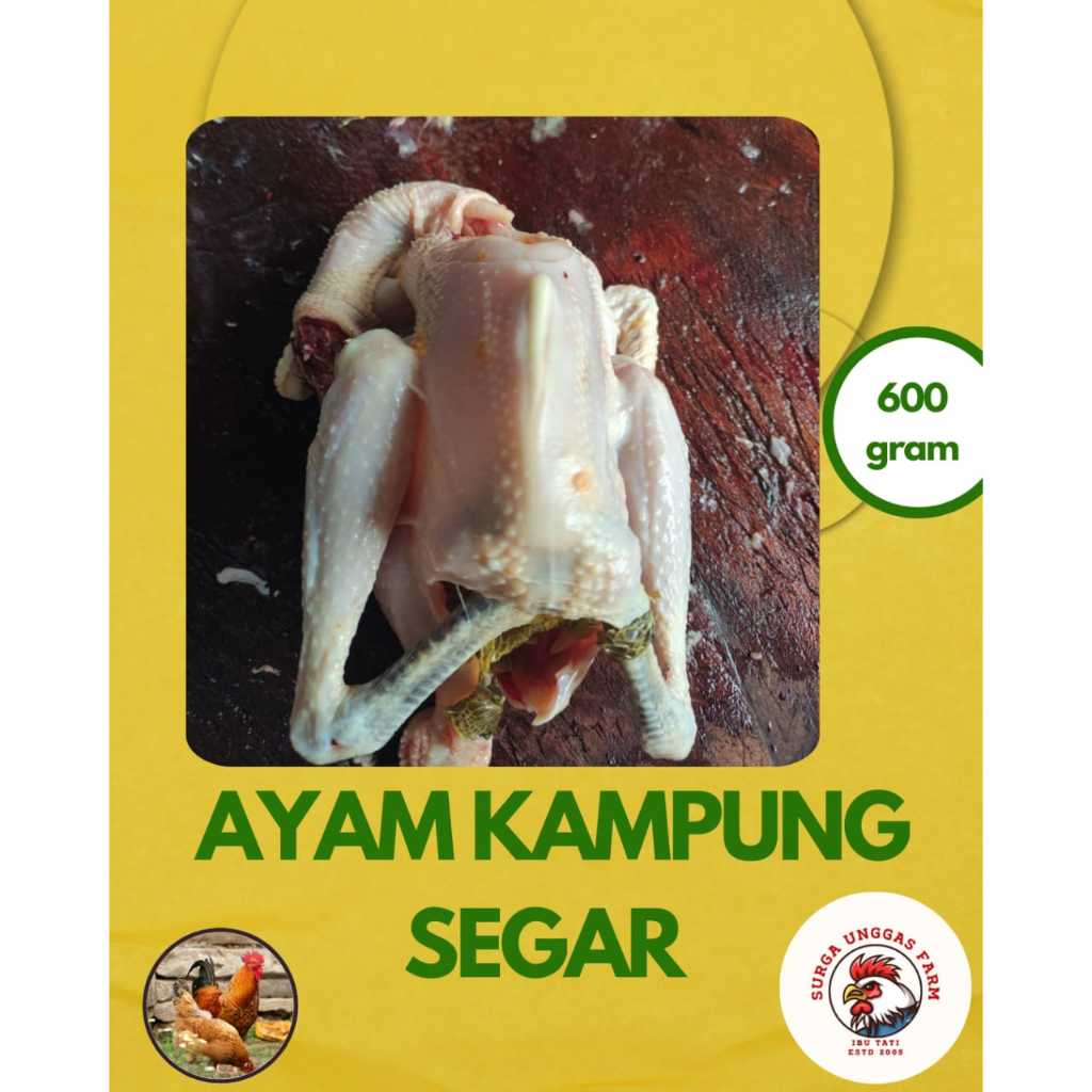 Ayam Kampung Asli Fresh 600 gram Berat Hidup HALAL