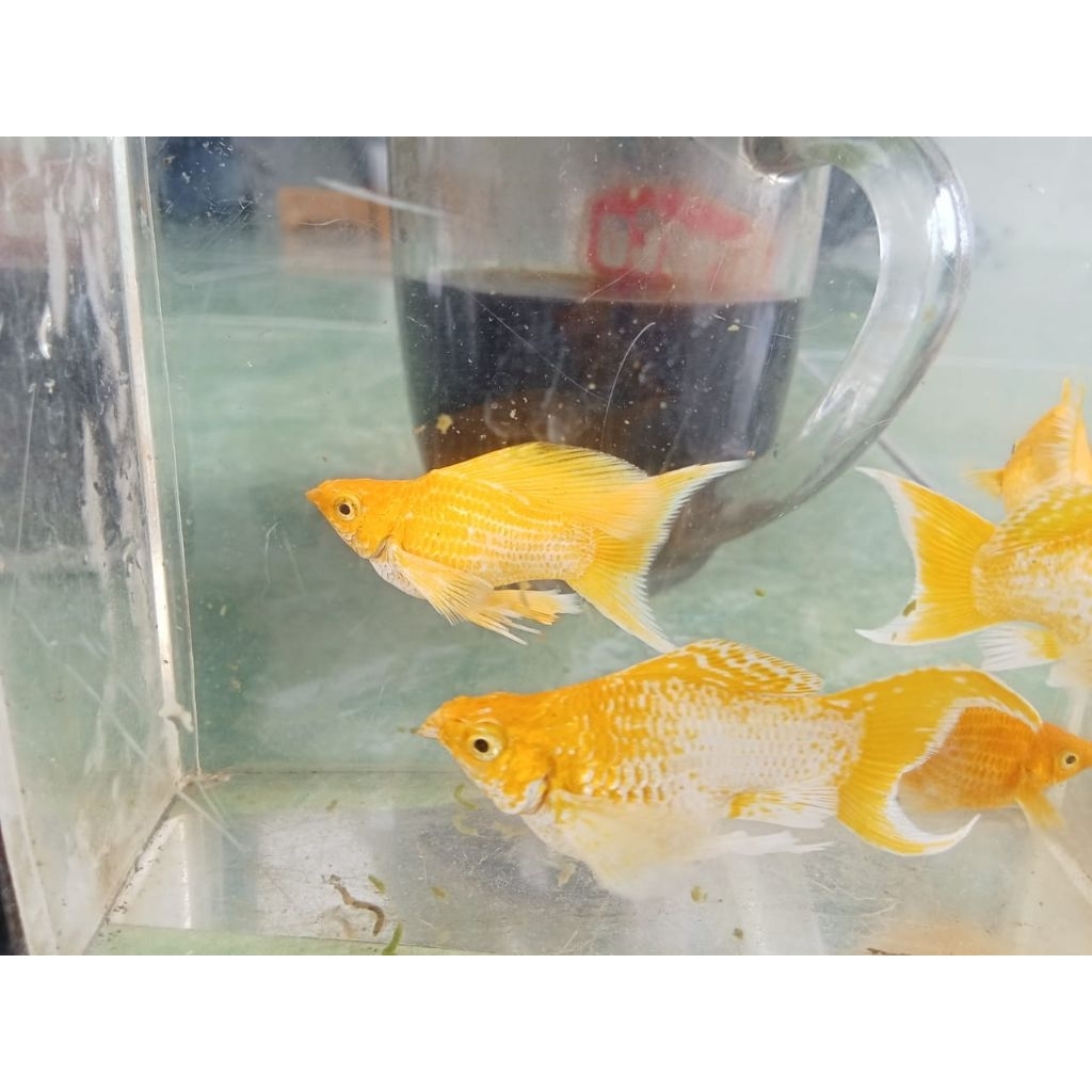 Molly Lemonhead Balon Lyretail sepasang