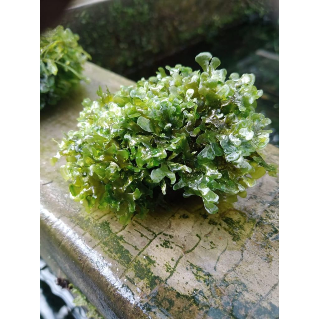 mos pelia wabikusa aquascape