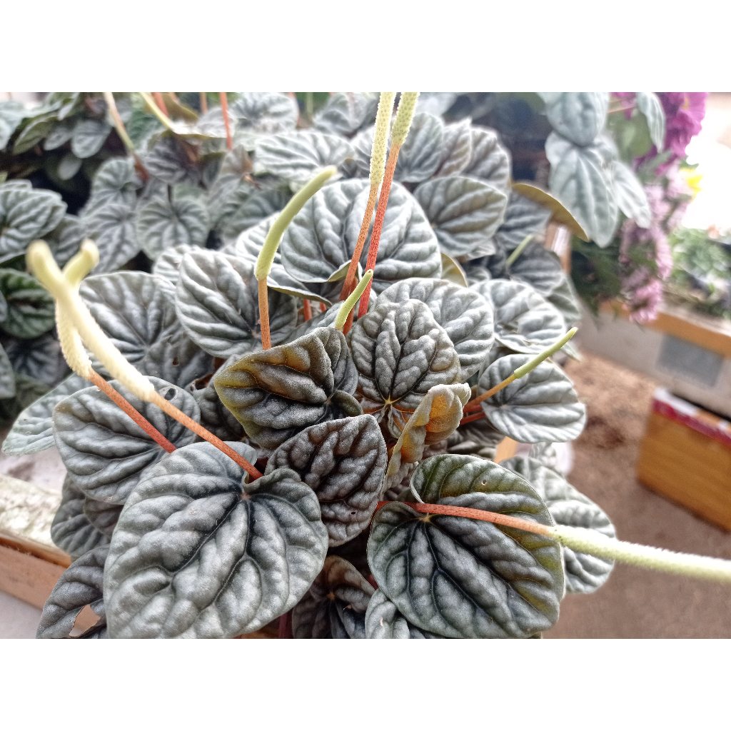 Tanaman Hias Carperata Merah | Peperomia | Peperomia Carperata | Peperomia Merah