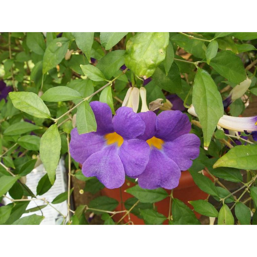 Bibit Tanaman Bunga Thunbergia Erecta Afrika