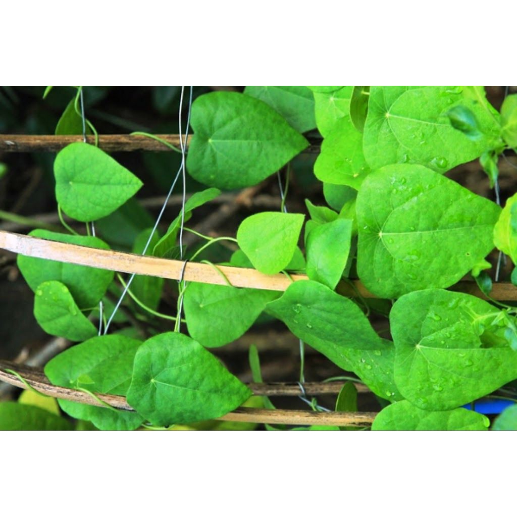 Tanaman Cincau Hitam