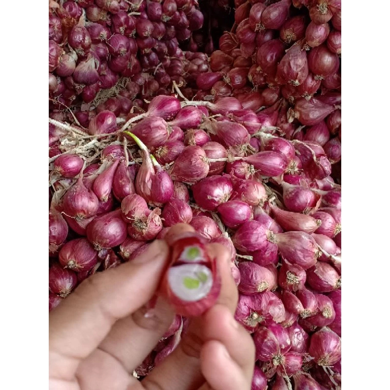 Bibit Bawang Merah Bima Brebes siap Tanam Terbaik Garansi 100%