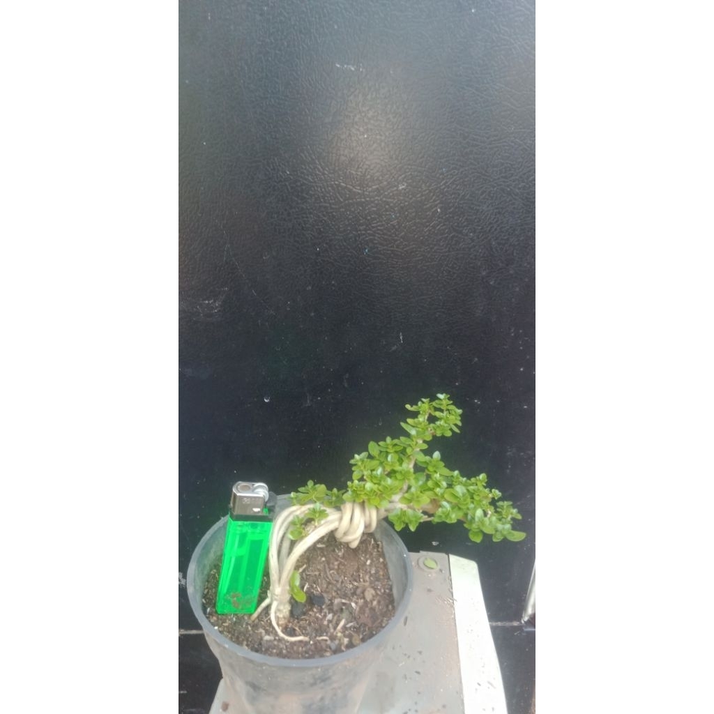 bonsai sancang siap pajang