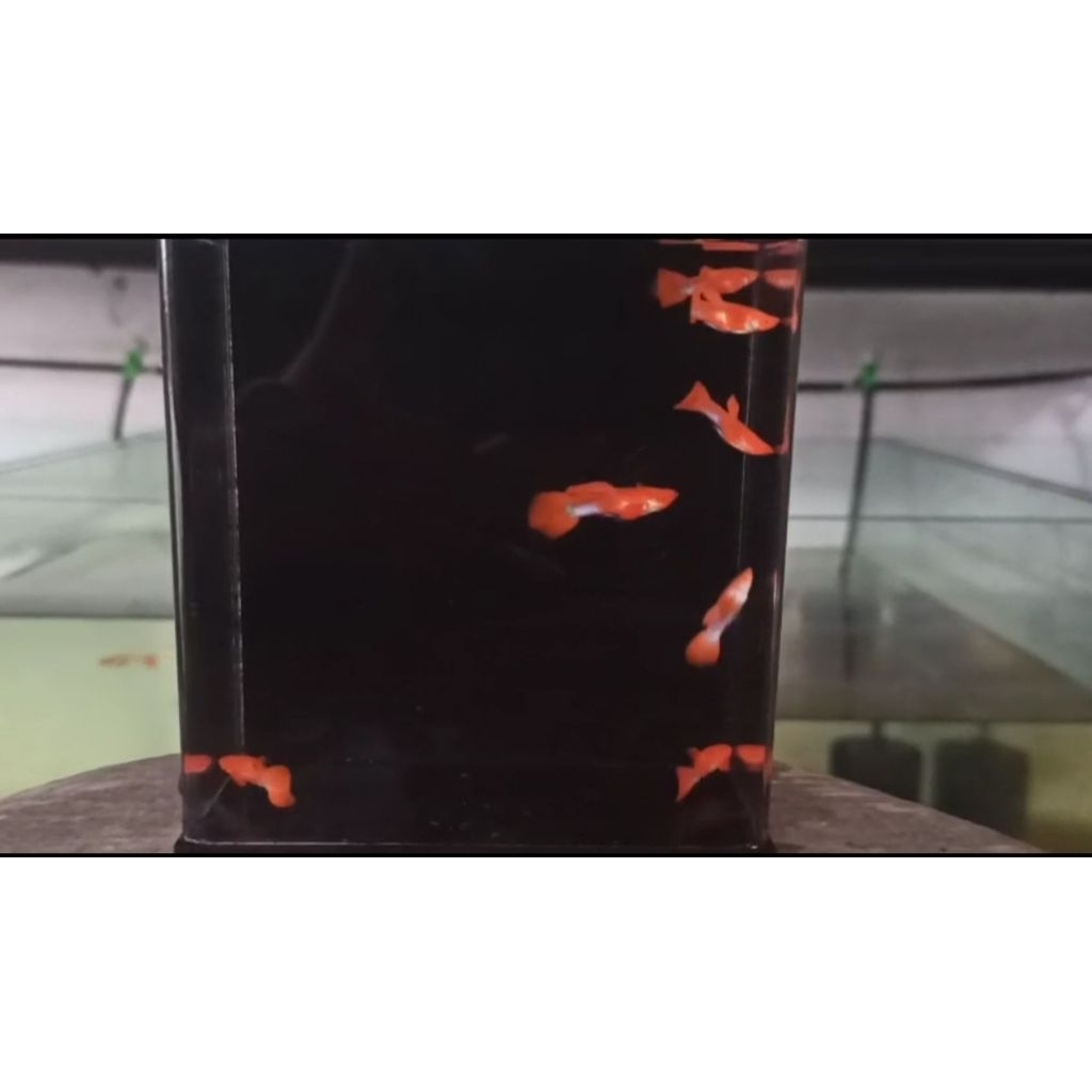 PAKAN GUPPY ALBINO KOI RED EAR JANTAN