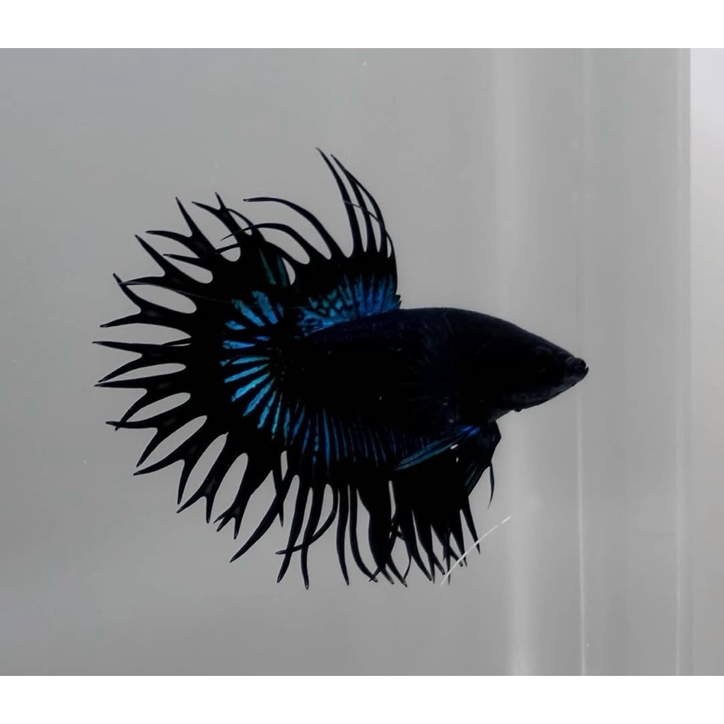 CT Black orchid size M