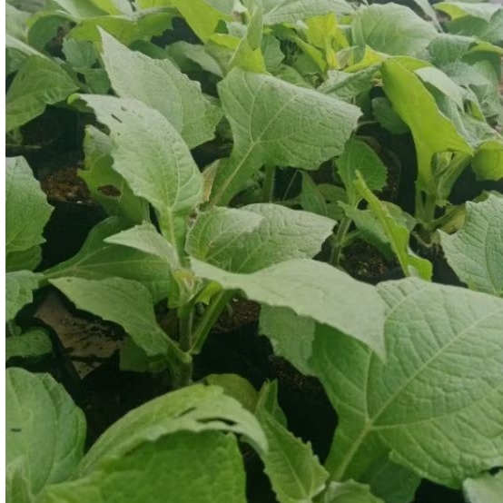 rimpang bibit ubi yacon 1 kg