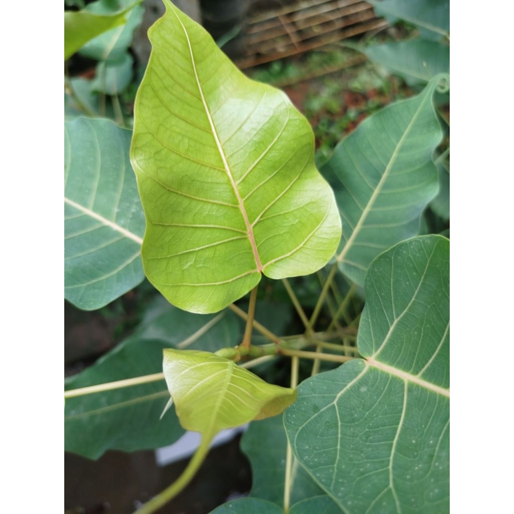 Pohon bodhi / Ficus religiosa dari semai biji