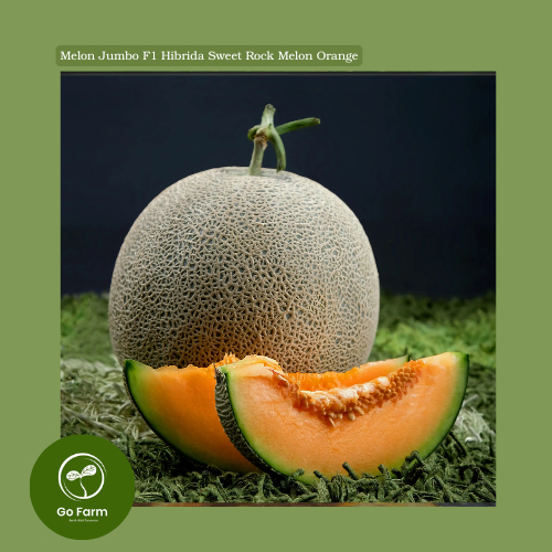 Benih Bibit Melon Jumbo F1 Hibrida Sweet Rock Melon Orange 25 biji