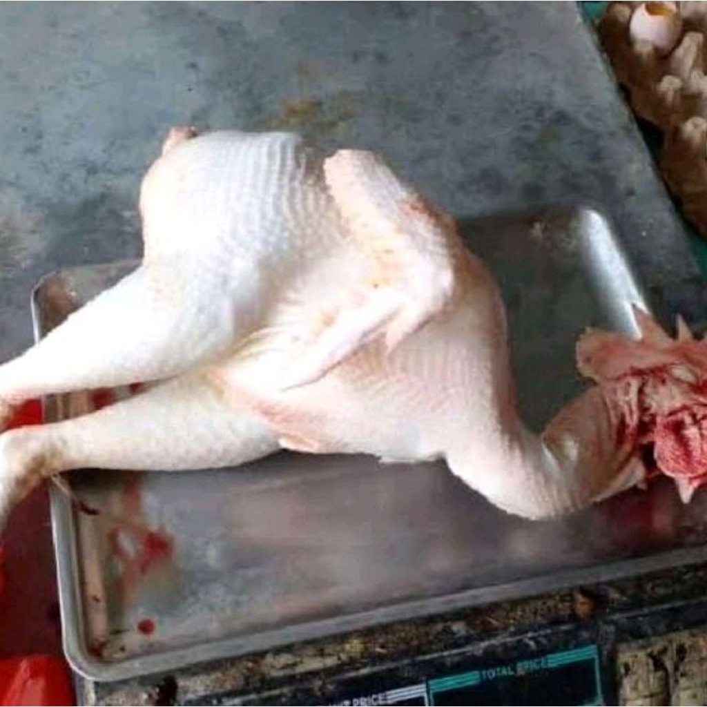 Ayam merah pedaging 1 ekor fresh/Ayam merah afkir siap masak/Ayam pedaging/Ayam potong