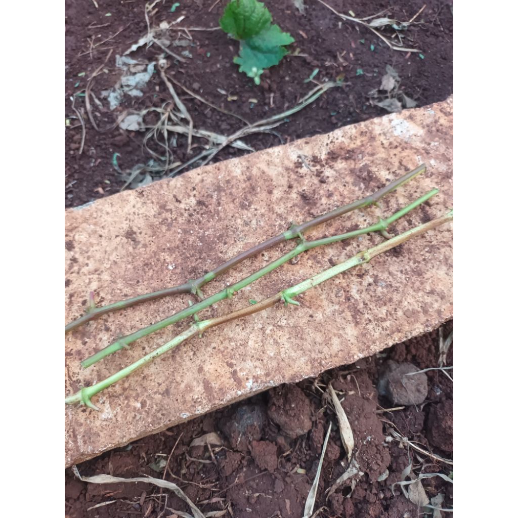 entres anggur jupiter valid