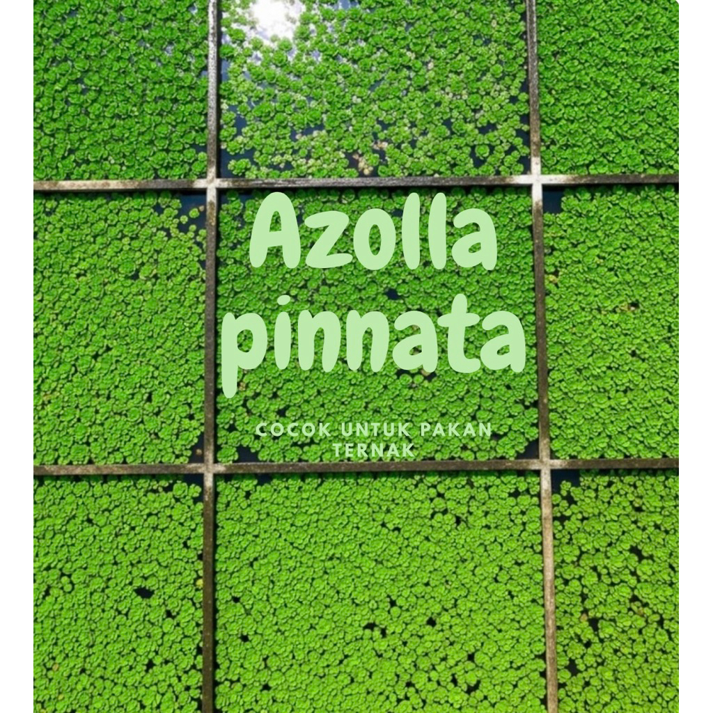 Bibit Azolla Pinnata Segar 1kg