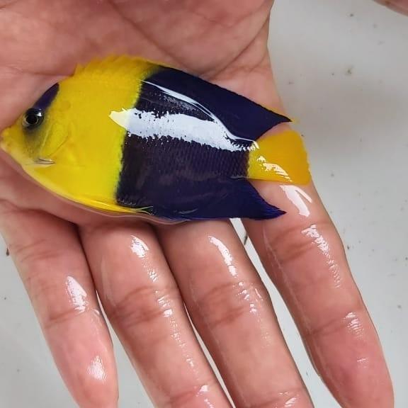 Ikan Hias Laut Angel BK Laut