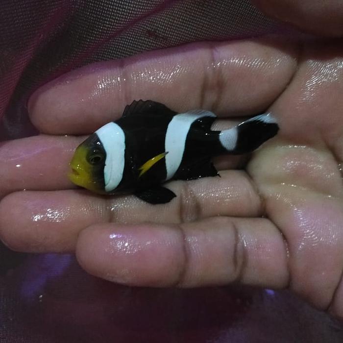 Ikan Hias Laut Nemo Hitam