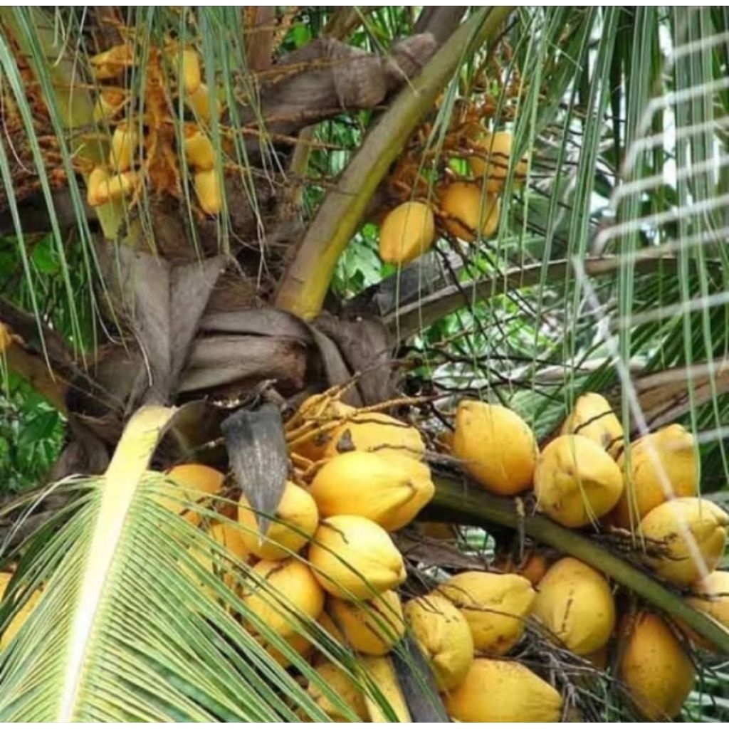 bibit tanaman kelapa gading berkualitas// kelapa Gading