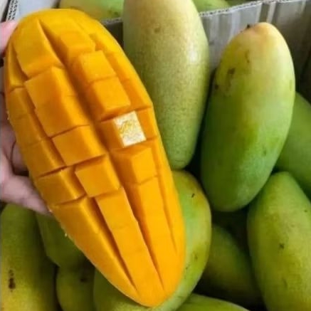 BIBIT MANGGA GOLEK MADU JUMBO OKULASI CEPAT BERBUAH