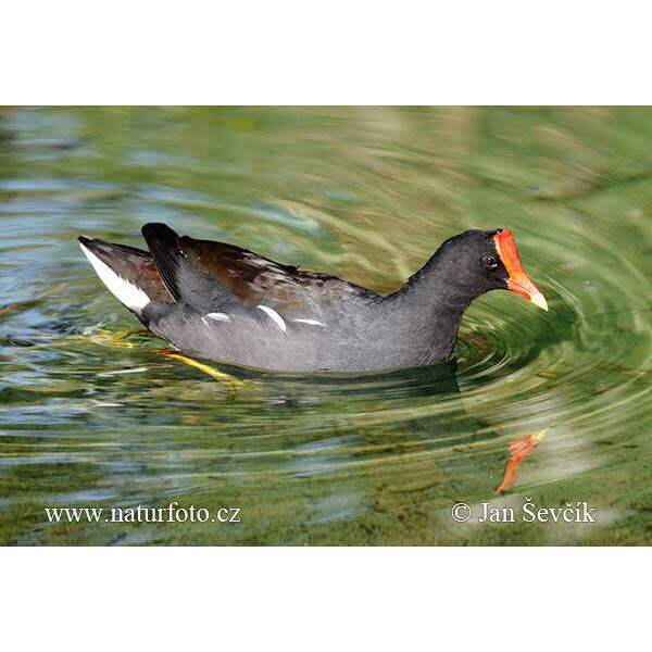 JONTROT BURUNG MANDAR BATU PELAN PERUK BURUNG PELUNG PATUNG MANDAR BATU