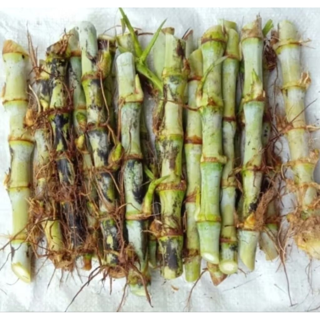 Bibit Rumput Odot Super  – Pakan Ternak Segar Berkualitas