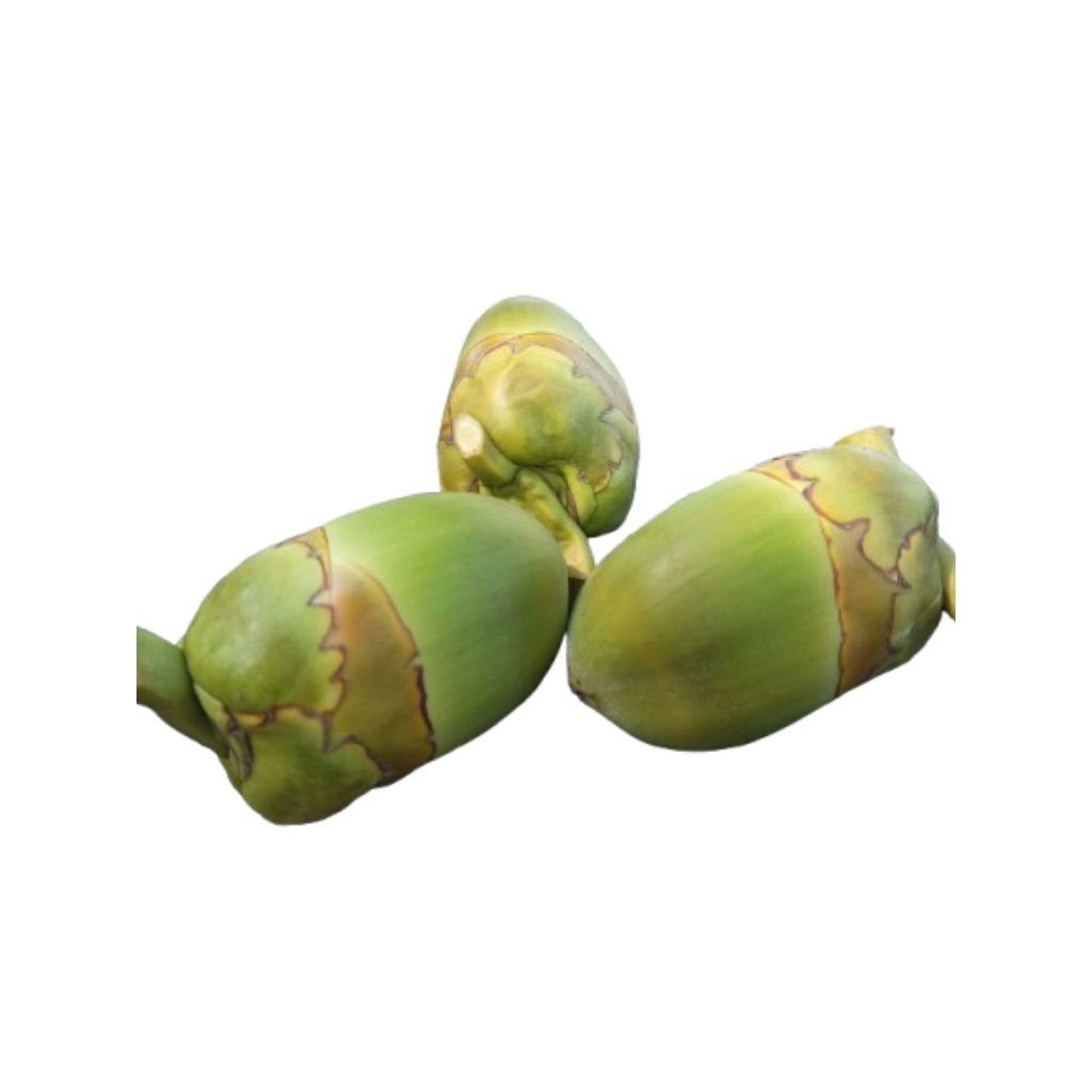 beluluk kelapa cengkir kelapa muda obat diabetes