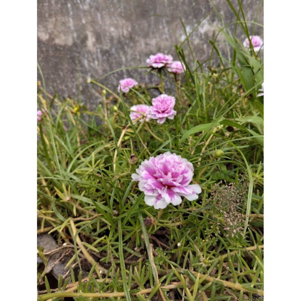 BIBIT BUNGA KROKOT PINK