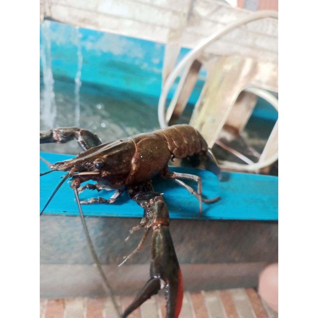 Indukan Lobster Air Tawar Red Claw Garansi pasti bertelur