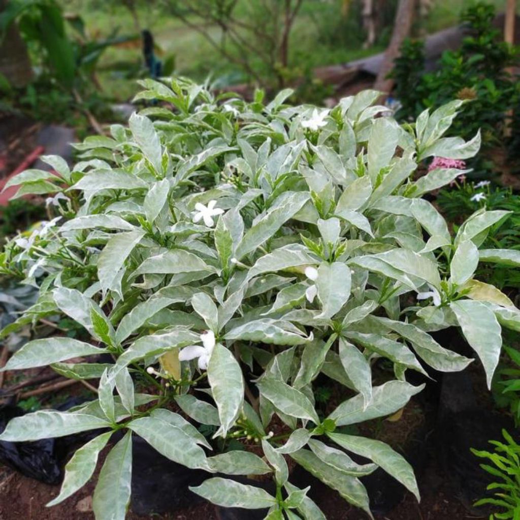 Tanaman Hias Murah Sabrina Putih Pohon Sabrina Putih Tanaman Hias Sarbena Putih