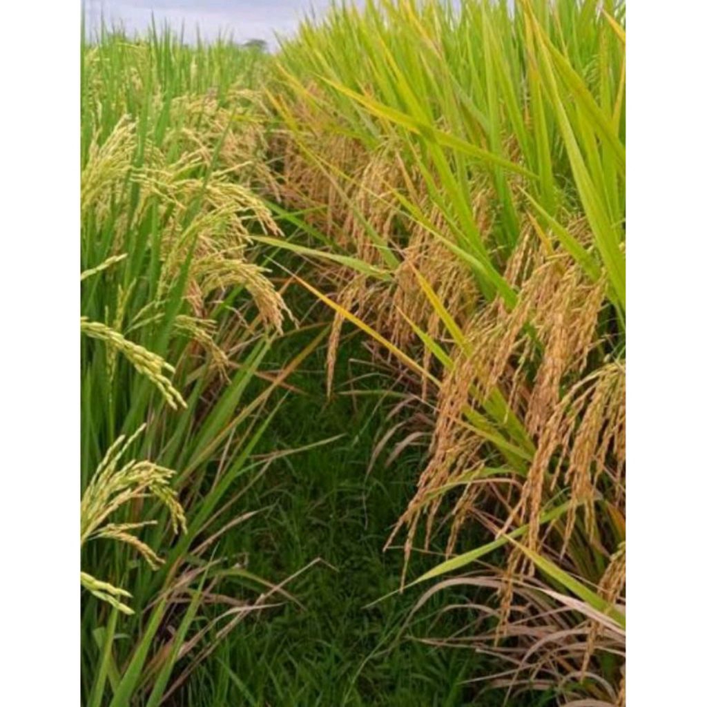 BENIH PADI CIHERANG PAJERO KUALITAS SUPER UNGGUL KEMASAN 1KG