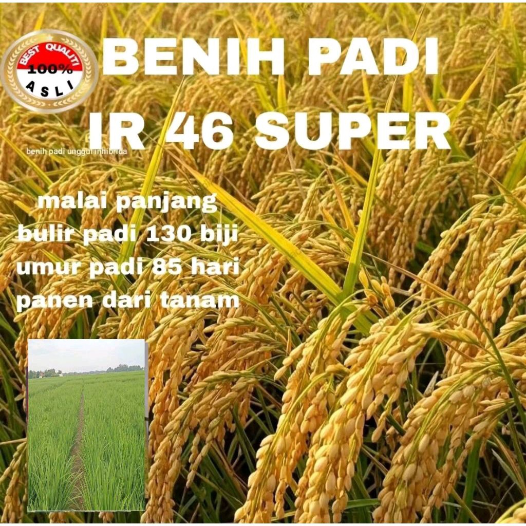 BENIH PADI IR 46 SUPER GENJAH. 5KG