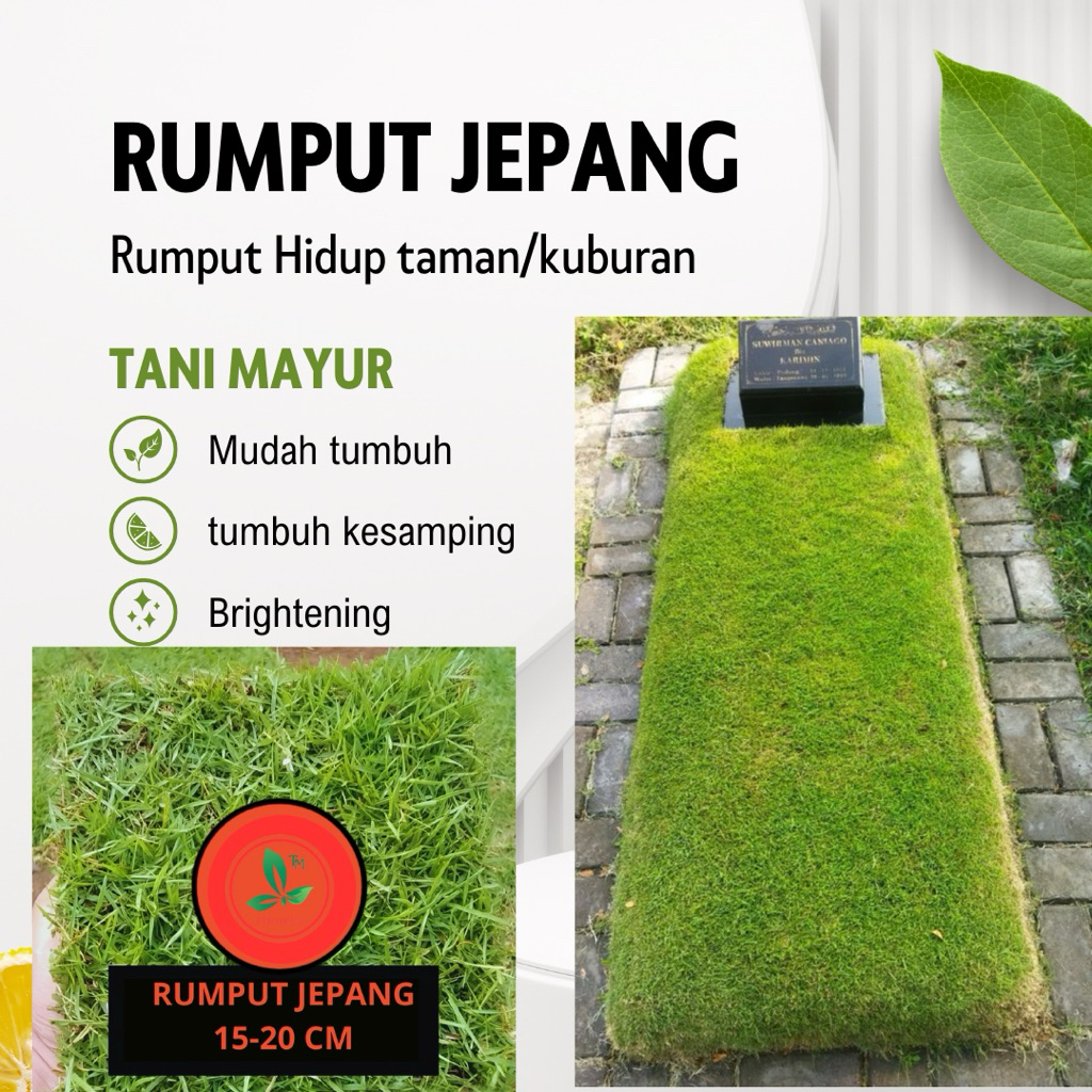 TANI MAYUR - RUMPUT JEPANG HIDUP 1 KOTAK KUBURAN TANAMAN HIAS UK 17-18 CM PERKOTAK