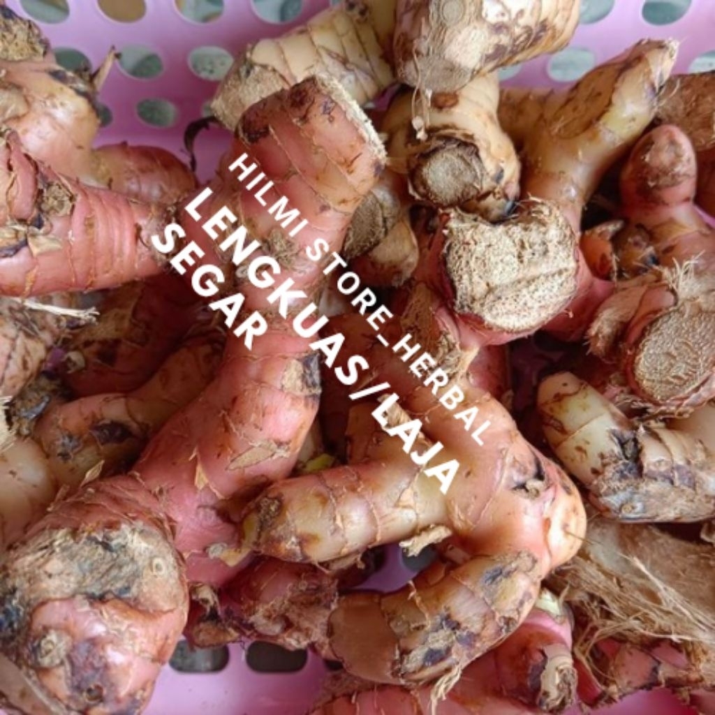 

bumbu lengkuas atou laja segar fresh berat 200 gram