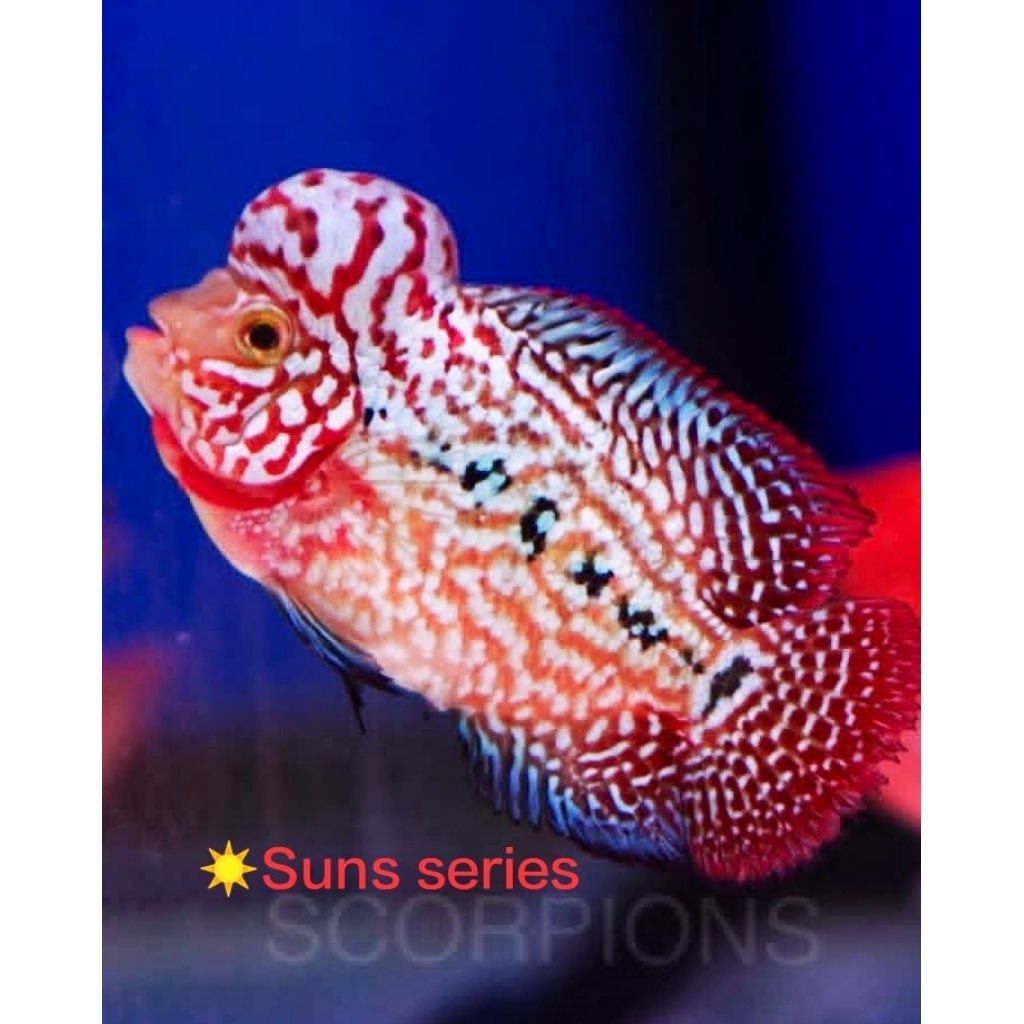 Hiasan Aquarium Burayak VIP Kamfa F2 Mongkol Super