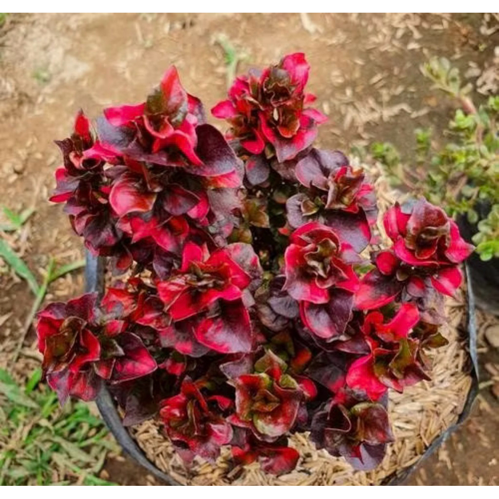 krokot mawar krokot merah