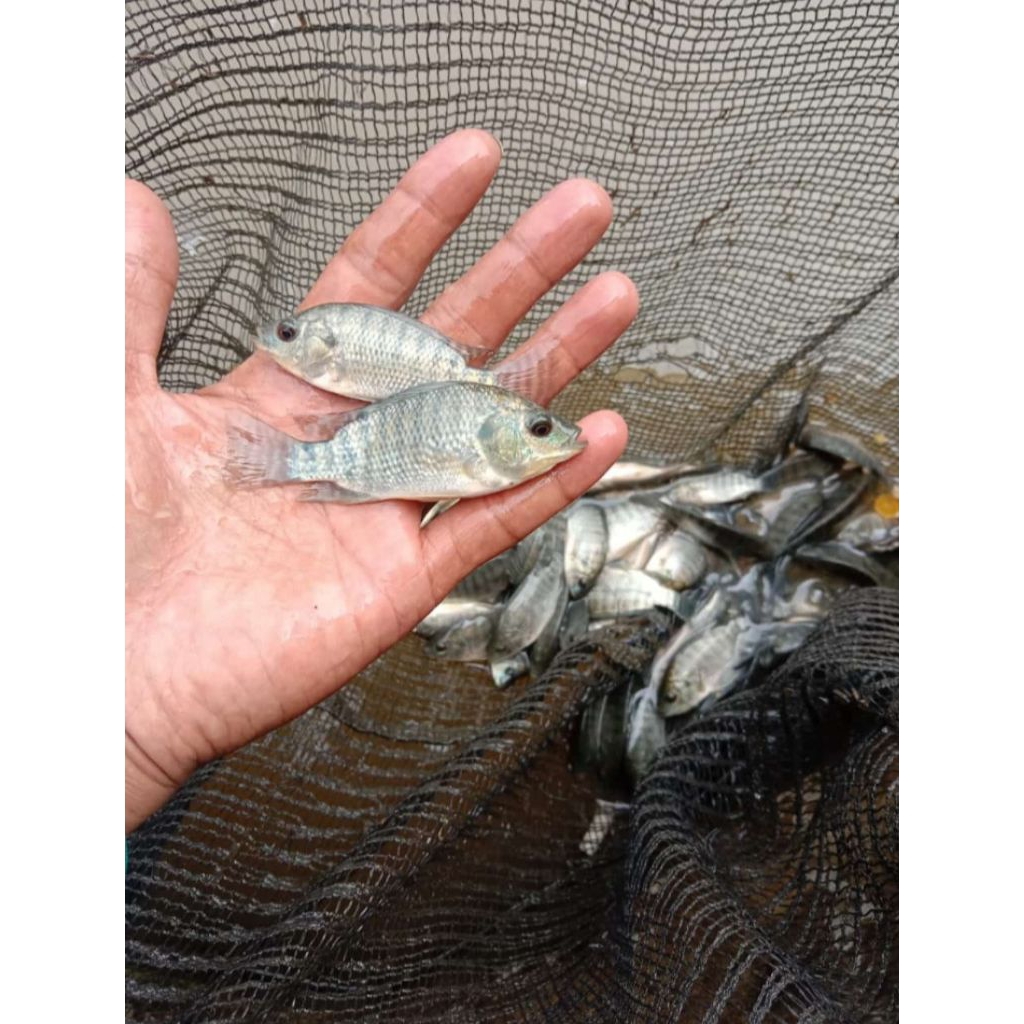 nila kekar 2-3jari per kilo