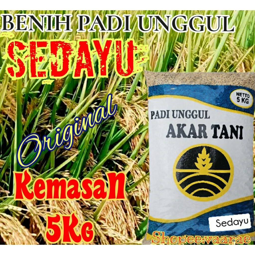 BENIH PADI UNGGUL SEDAYU ORIGINAL KEMASAN 5KG