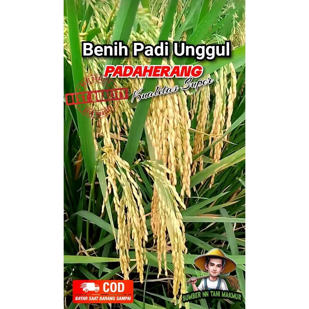 Benih Padi Unggul PADAHERANG Kemasan 5 KG Kualitas Super