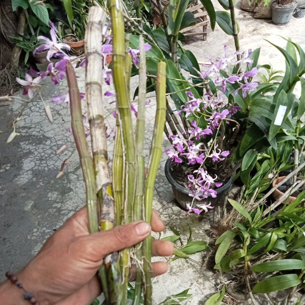 batang Anggrek dendrobium campur.