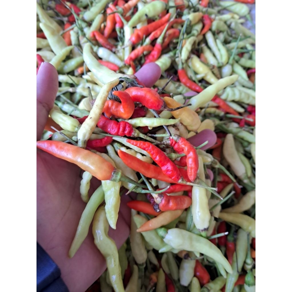 Cabe Rawit Lokal Tuban - Cabe Rawit Campur- Cabe Lokal Pedas