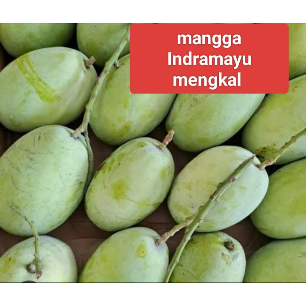 mangga Indramayu mengkal 1 kg mangga rujak