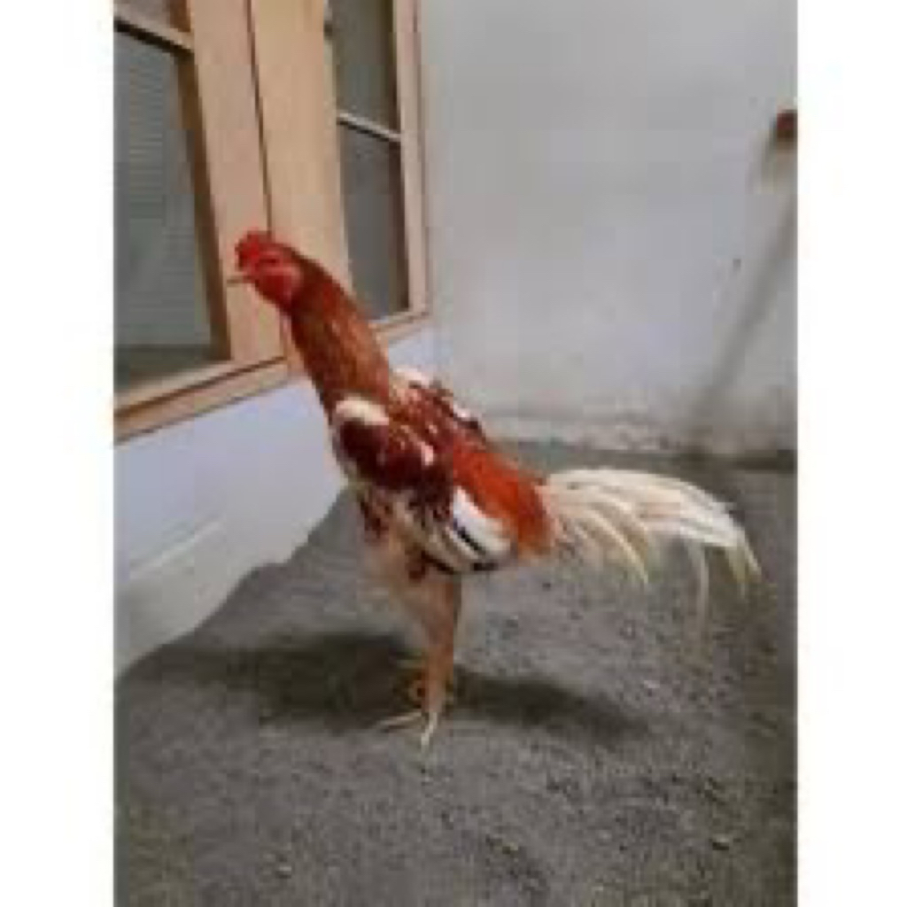 TELUR FERTIL AYAM PLUCKER USA UNTUK DI TETASKAN BB