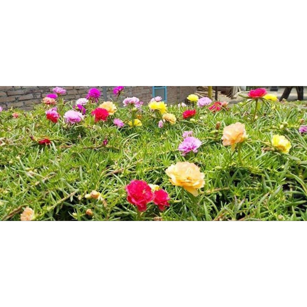 PROMO TANAMAN HIAS BUNGA KROKOT