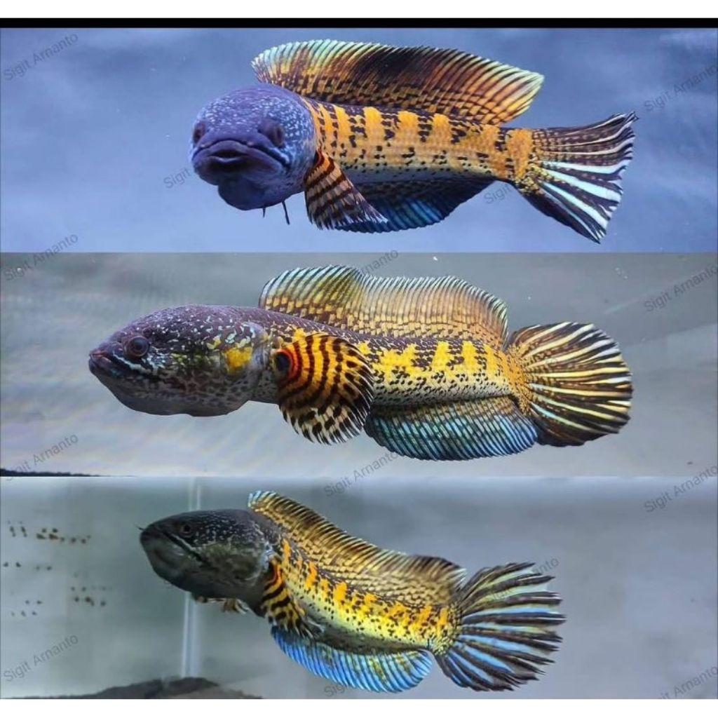 HIASAN AKURIUM IKAN CANA AURANTI