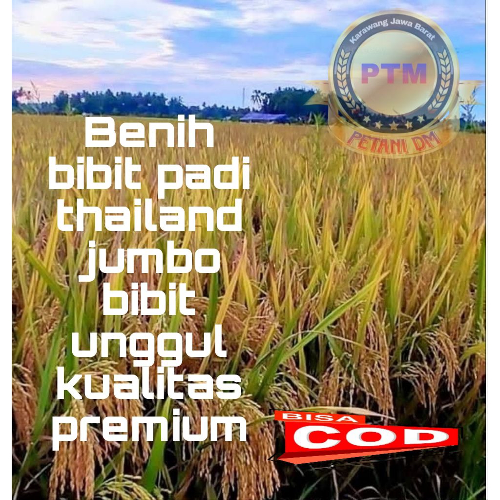 BENIH BIBIT PADI THAILAND UNGGUL KEMASAN 1KG