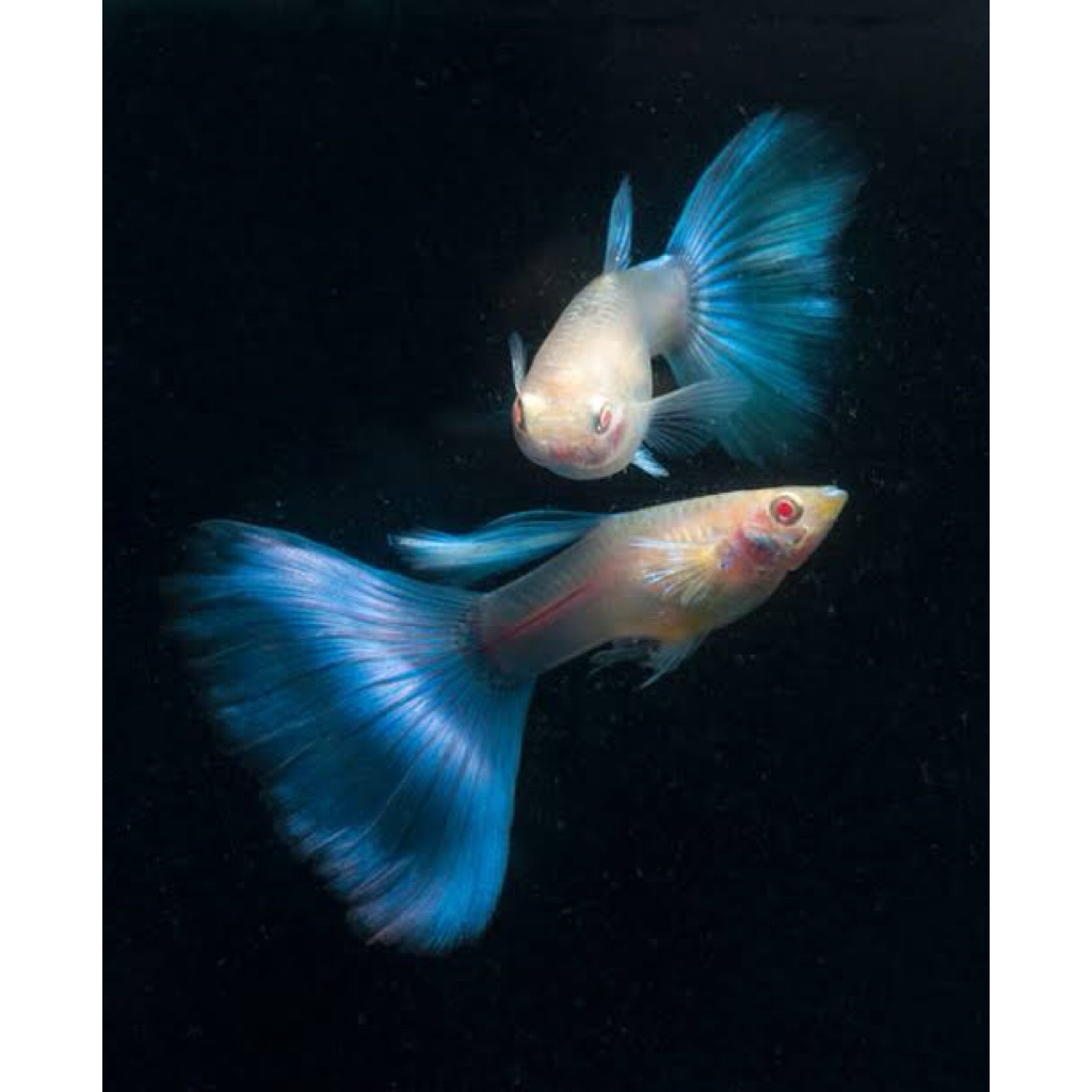 Guppy Sky Blue
