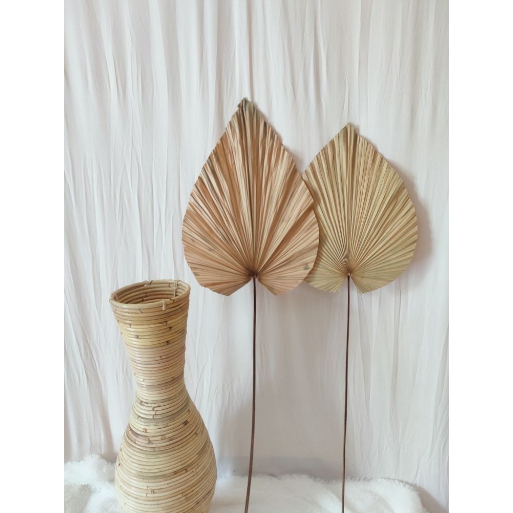 Daun palem kering Daun palem dekorasi DAUN PALEM daun palm Daun Palem kering dekorasi palem kering p