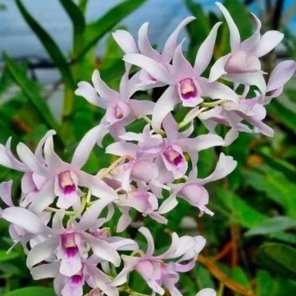 Promo murah anggrek dendrobium ber ID channel