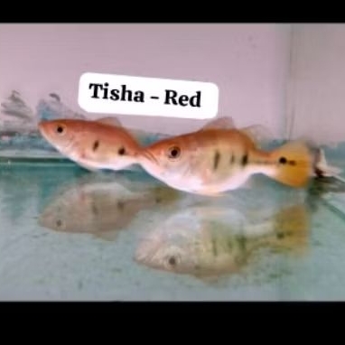 pbass mono gm sb short body apel