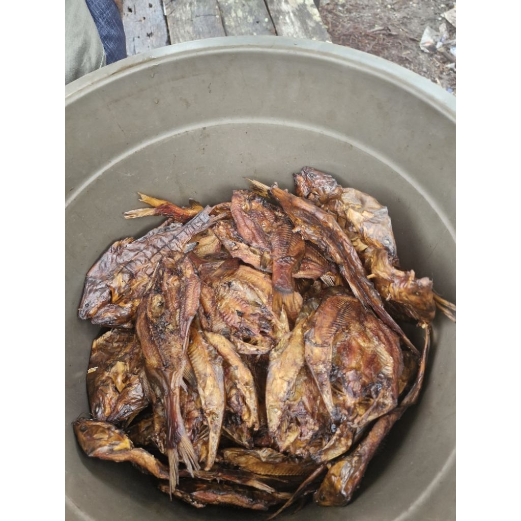 IKAN SALAI BAUNG SELO