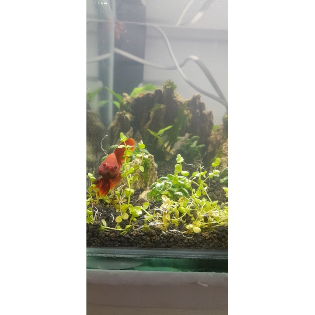 Aquascape soliter ikan cupang HM Super Red RoseTail ukuran 20cm x 20cm x20cm